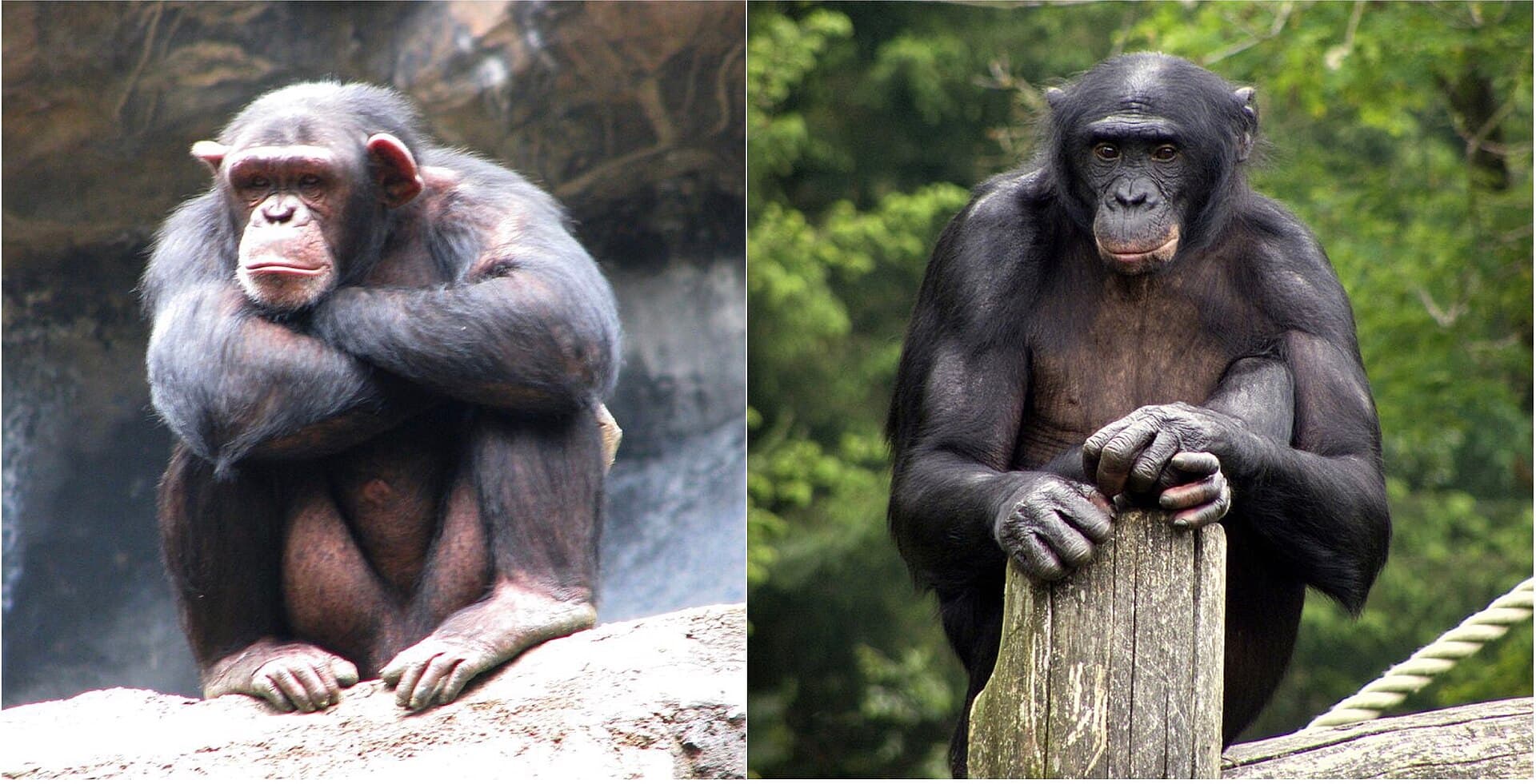 Chimpanzés priorizam amizades e evitam roubar comida de amigos, aponta estudo